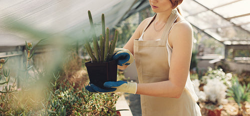Woman holding a cactus plant in greenhouse