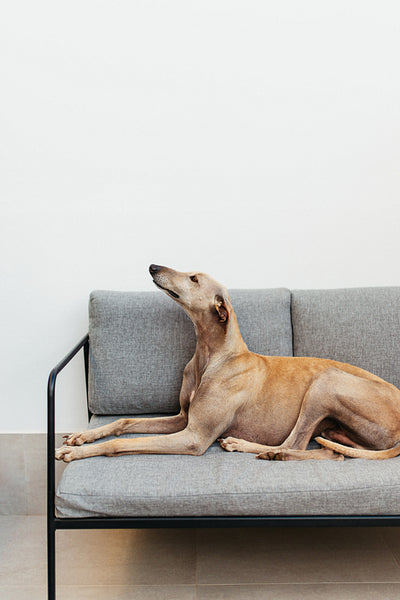 Cute greyhound dog relaxing on a couch indoors