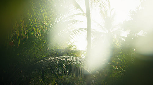 Ethereal morning light shines through vibrant green palm leaves at a tropical resort