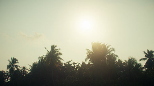 Bright sun shimmering through tropical palm trees at sunrise on a beautiful island morning