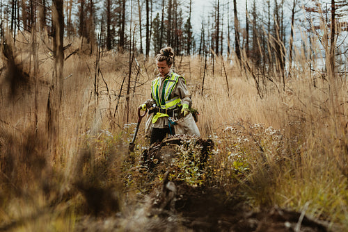 Reforestation after deforestation
