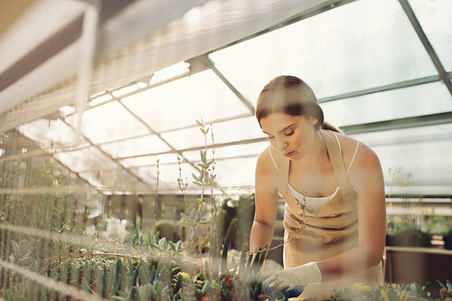 Woman taking care of cactus plants at greenhouse