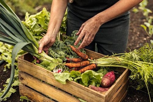 Vegetable farmer arranging freshly picked produce into a crate