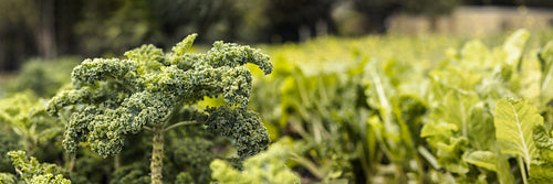 Ripe kale crops in a vegetable garden