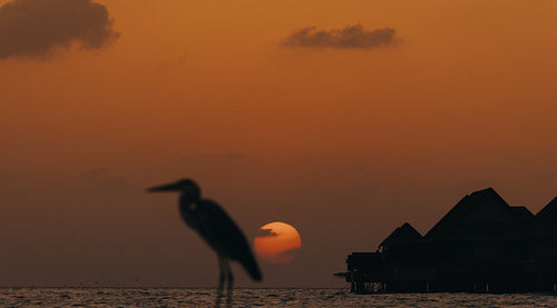 Serene sunset over Maldives lagoon with silhouetted bird