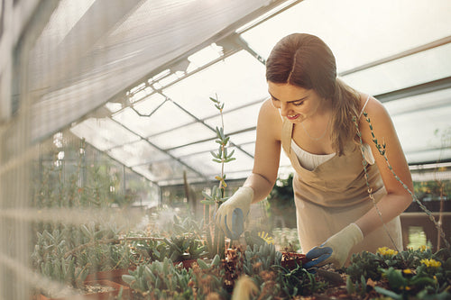 Gardener taking care of plants in greenhouse