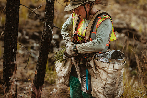 Woman planting pine seedling in forest