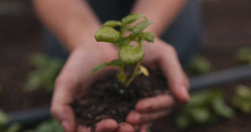Anonymous farmer holding a plant growing in soil