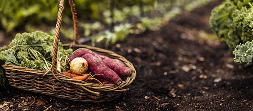 Basket with fresh vegetables placed on the ground