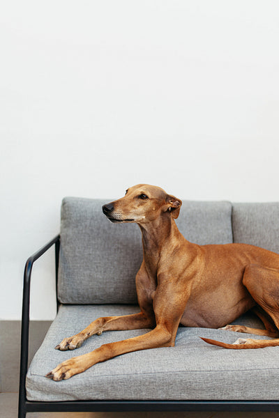 Brown mixed breed dog relaxing on a couch indoors
