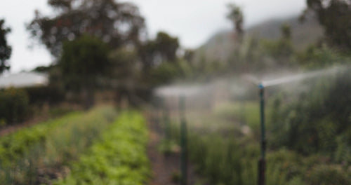 Irrigation sprinklers watering a vegetable garden