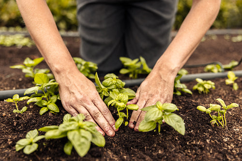 Unrecognizable female farmer planting a seedling into the ground