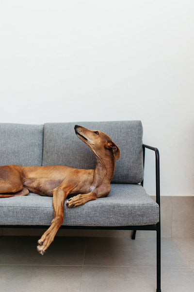 Brown dog lying on a couch indoors at home