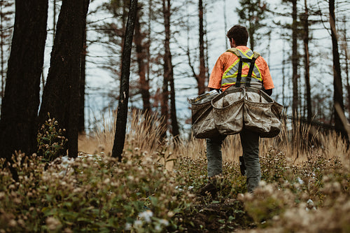 Forester working in forest planting trees