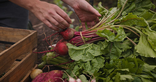 Organic farmer gathering fresh vegetables on her farm