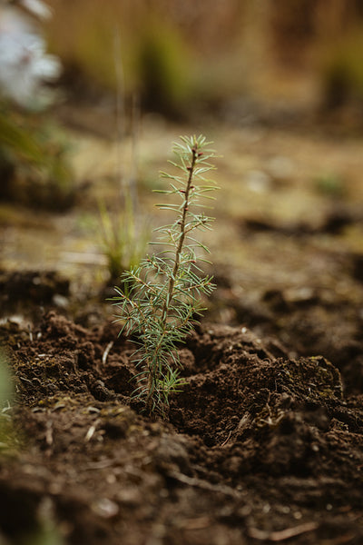 Newly planted pine seedling in forest