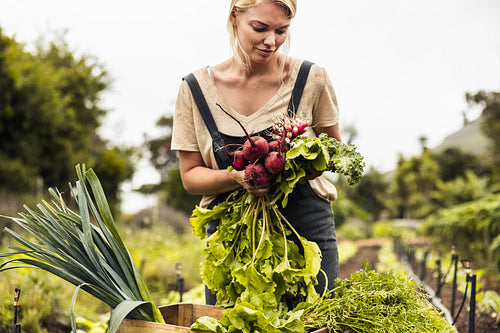Self-sustainable farmer harvesting a variety of fresh produce