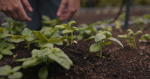 Happy female farmer holding a seedling growing in soil