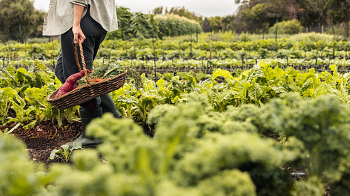 Unrecognizable young woman gathering fresh vegetables on an organic farm