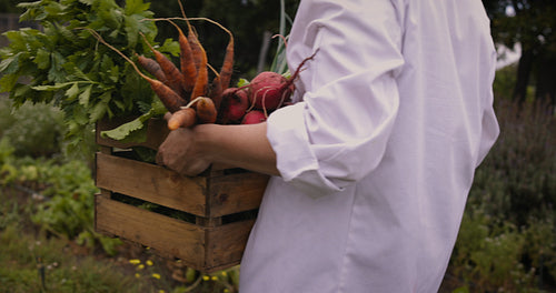 Female chef carrying freshly picked vegetables on a farm