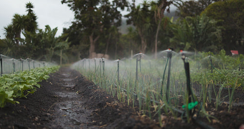 Irrigation system watering an organic garden
