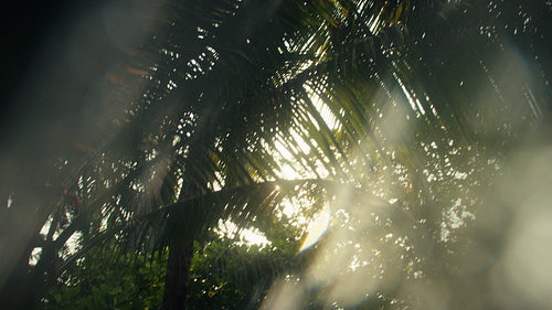 Golden sunlight streams through lush tropical leaves and palm fronds, creating beautiful lens flares