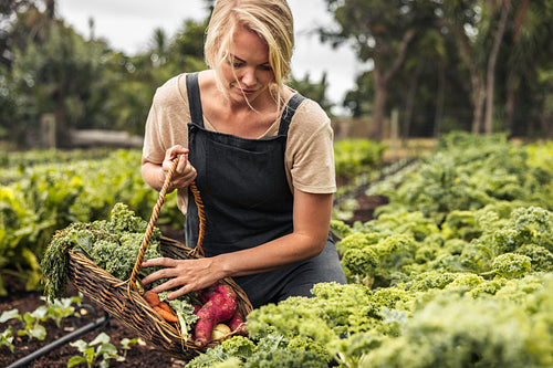Gathering fresh kale in harvest season