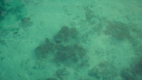 Underwater view of vibrant coral reef restoration efforts in clear turquoise ocean waters