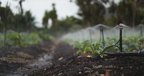 Sprinkler pipes spraying over a vegetable garden