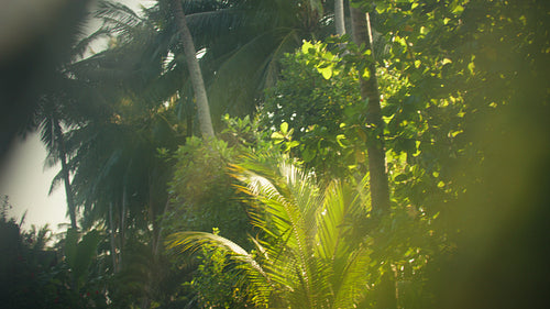 Sunlight through lush palm trees at a beautiful tropical resort in the morning