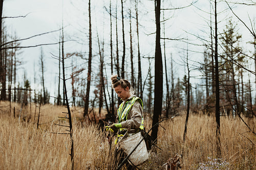 Woman tree planter working in forest