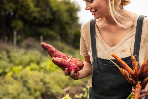 Cheerful vegetable farmer holding freshly picked sweet potatoes