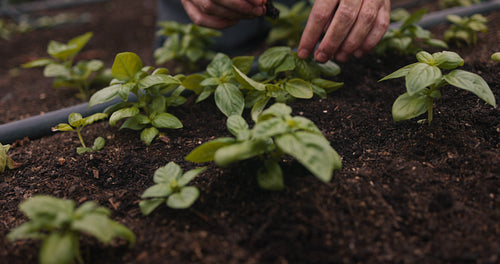 Self-sustainable farmer planting a seedling into the ground