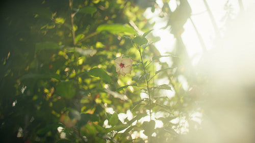 Hibiscus flower in Maldivian greenery with soft bokeh light