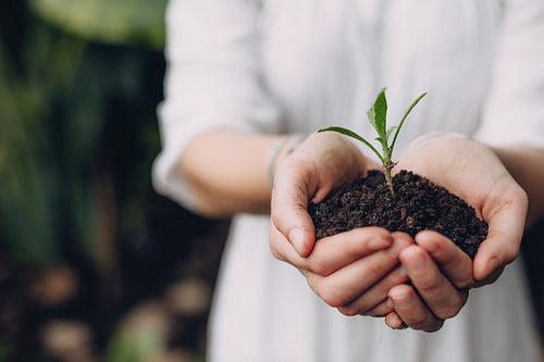 Woman holding seedling in cupped hands