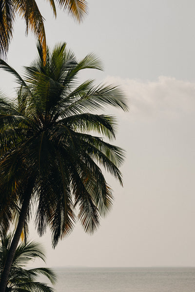 Tranquil tropical palm trees against a still ocean background at sunrise