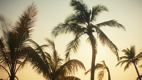 Beautiful palm trees silhouetted against a vibrant golden hour sky at sunrise or sunset