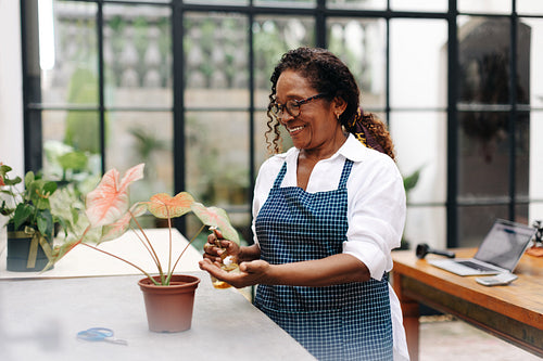 Mature flower arranger watering a floral plant in her store