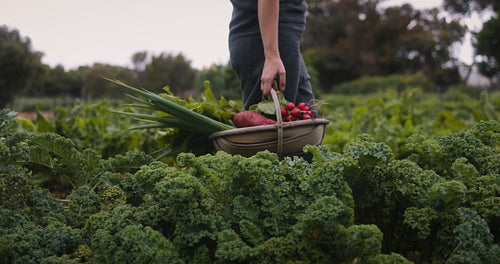 Self-sufficient farmer carrying a basket of vegetables on her farm
