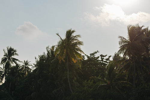 Summer paradise at dawn: Sunlit tropical palm trees against a serene sky