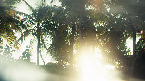 Golden Sun Rays Shimmering Through Tropical Palm Trees on a Beautiful Morning at a Resort