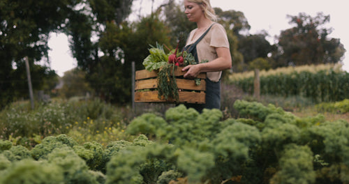 Young organic farmer carrying freshly picked vegetables