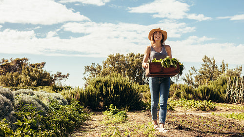 Female farmer walking through the field with fresh harvest