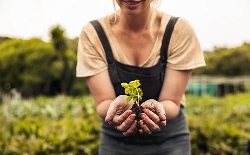 Female farmer holding a seedling growing in soil