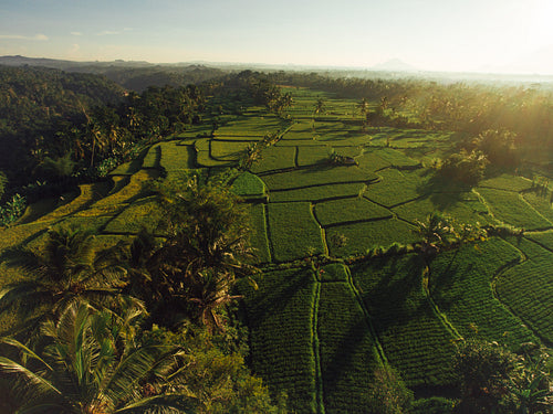 Rice fields in a village