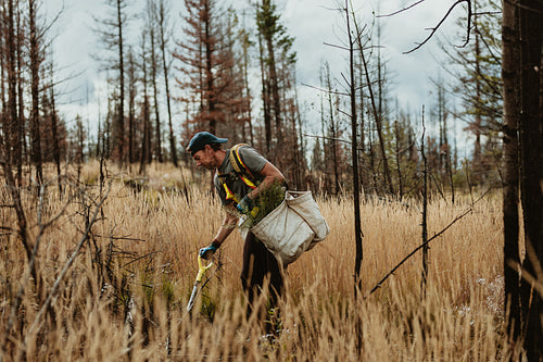 Man working in forest planting trees