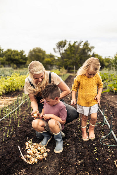 Harvesting fresh ripe onions
