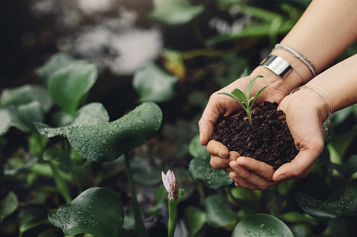 Female gardener hands holding a sapling