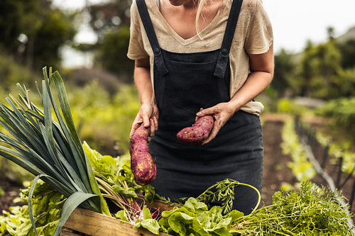 Unrecognizable woman arranging fresh vegetables into a crate