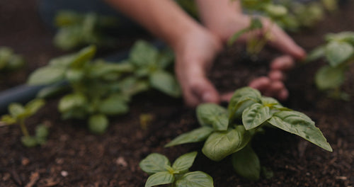Unrecognizable farmer holding a seedling growing in soil